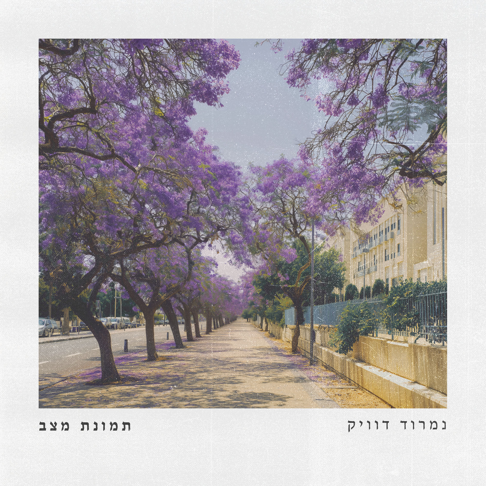 נמרוד דוויק - תמונת מצב